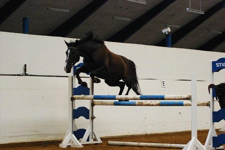 Anden særlig race Venus (solgt) billede 8