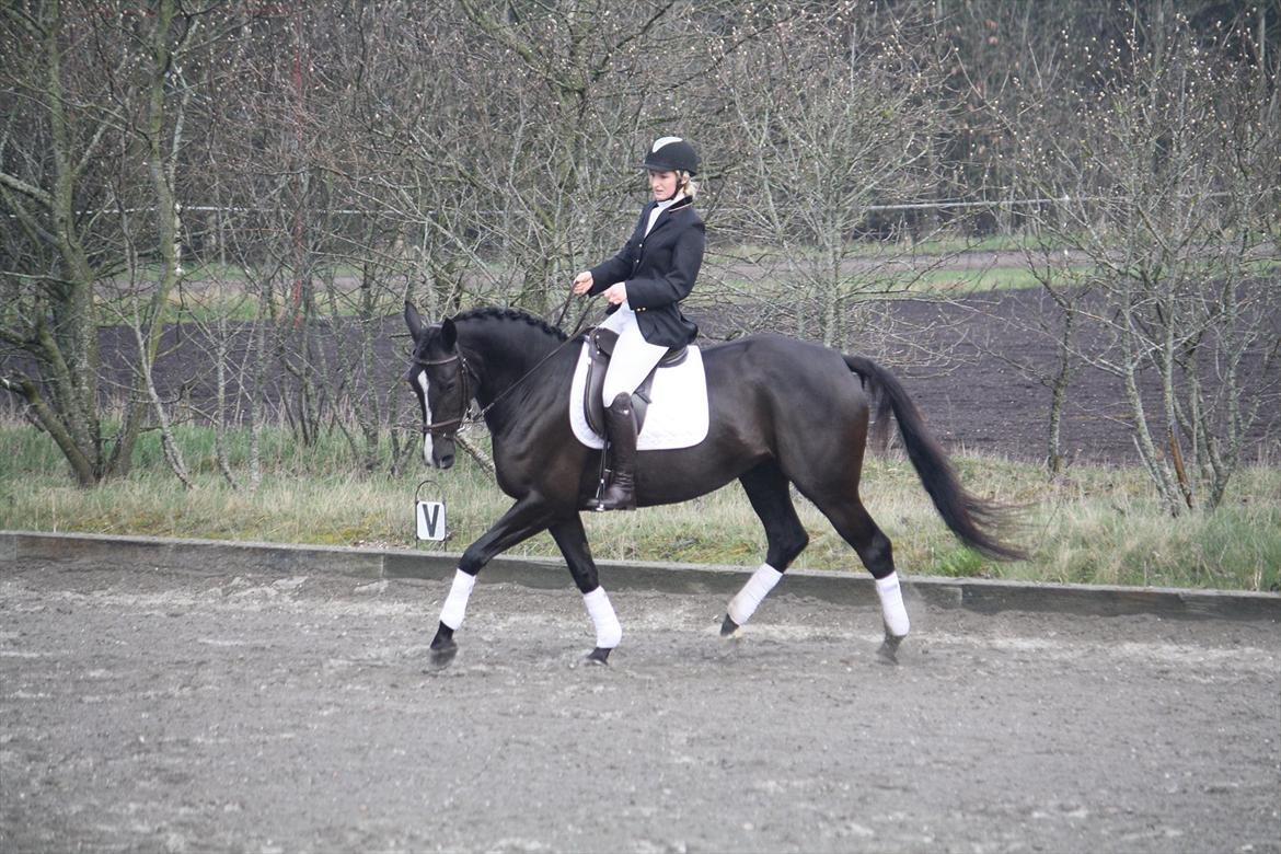 Anden særlig race Venus (solgt) billede 9