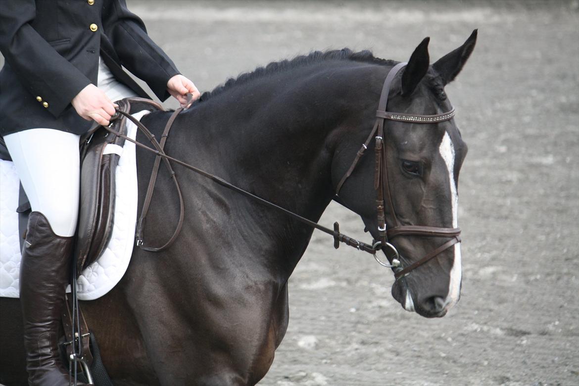 Anden særlig race Venus (solgt) billede 14