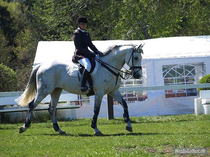 Hollandsk Varmblod Ursela billede 1