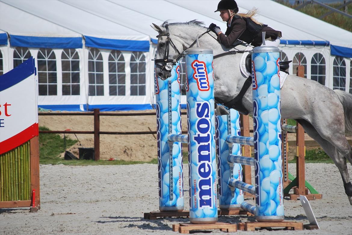 Hollandsk Varmblod Ursela billede 2