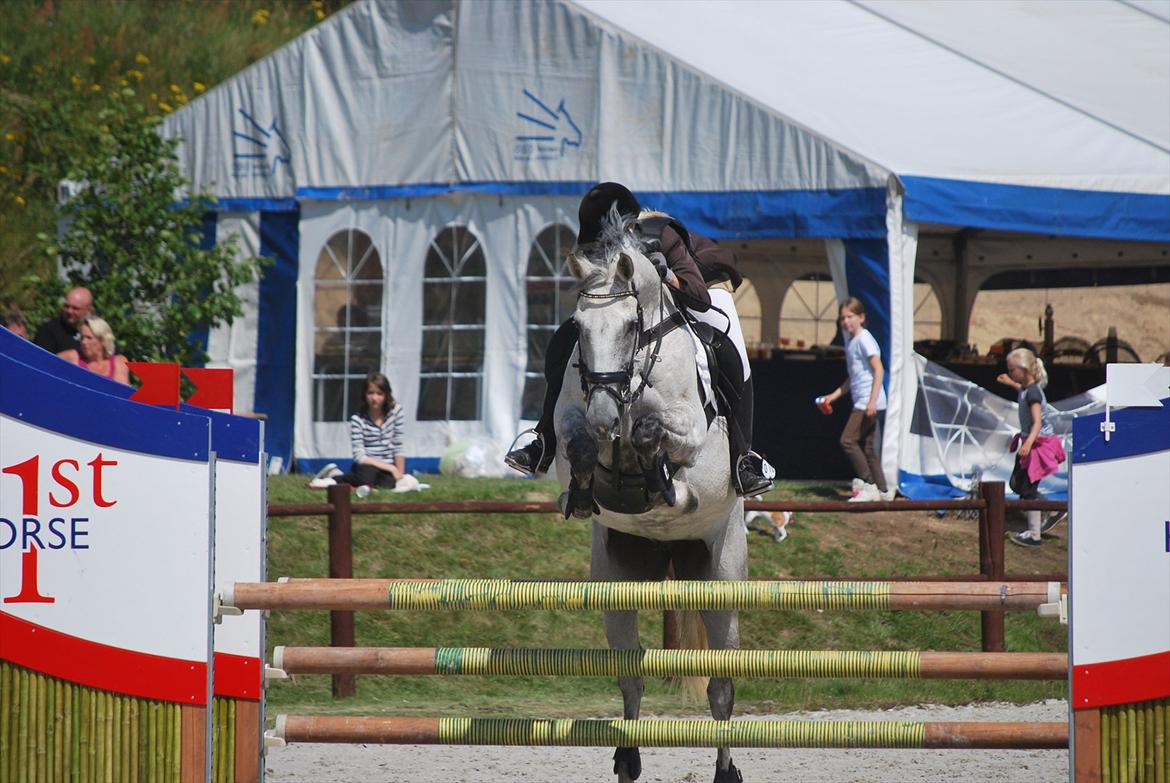 Hollandsk Varmblod Ursela billede 3