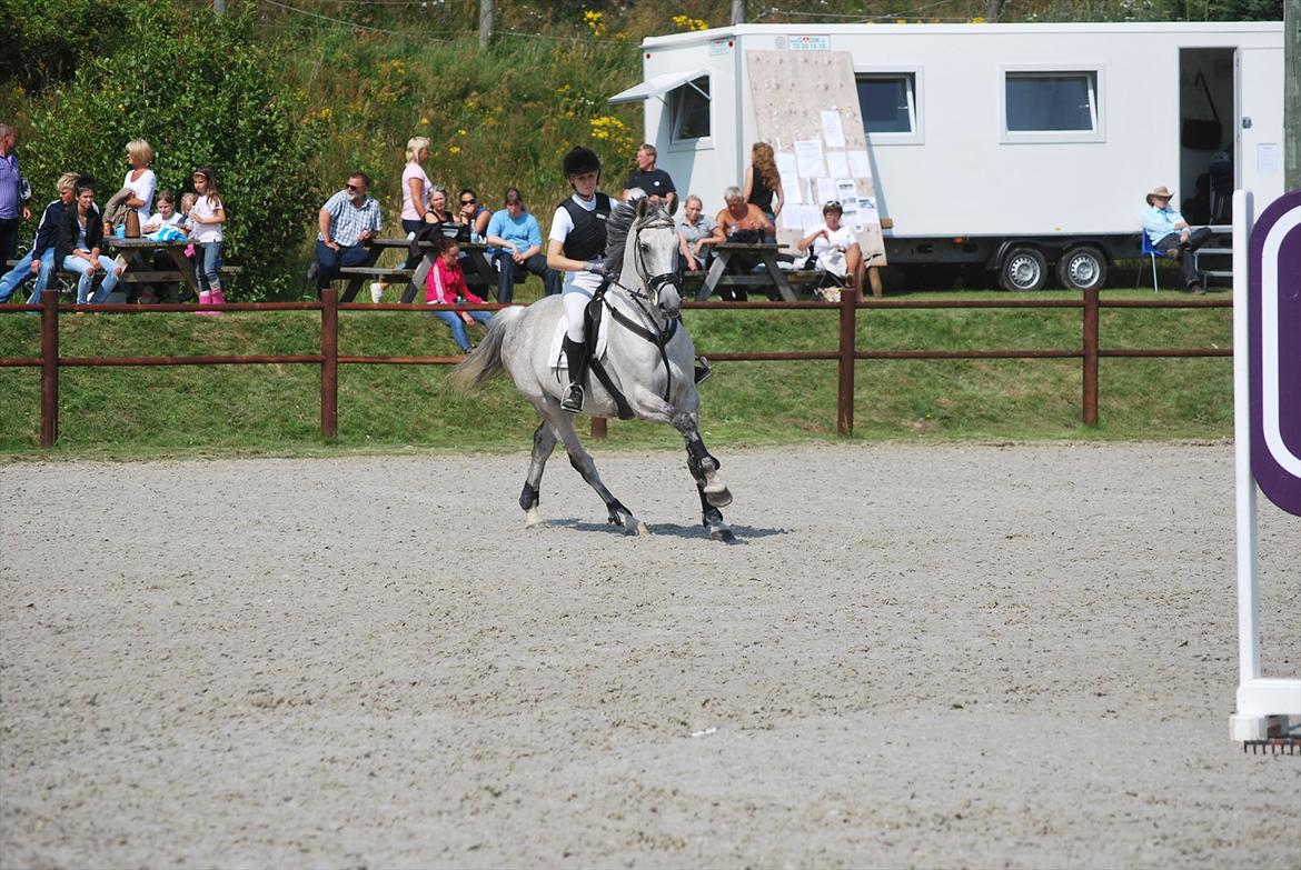 Hollandsk Varmblod Ursela billede 4