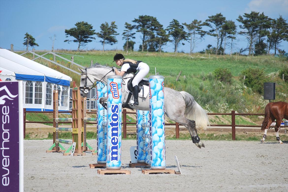 Hollandsk Varmblod Ursela billede 5