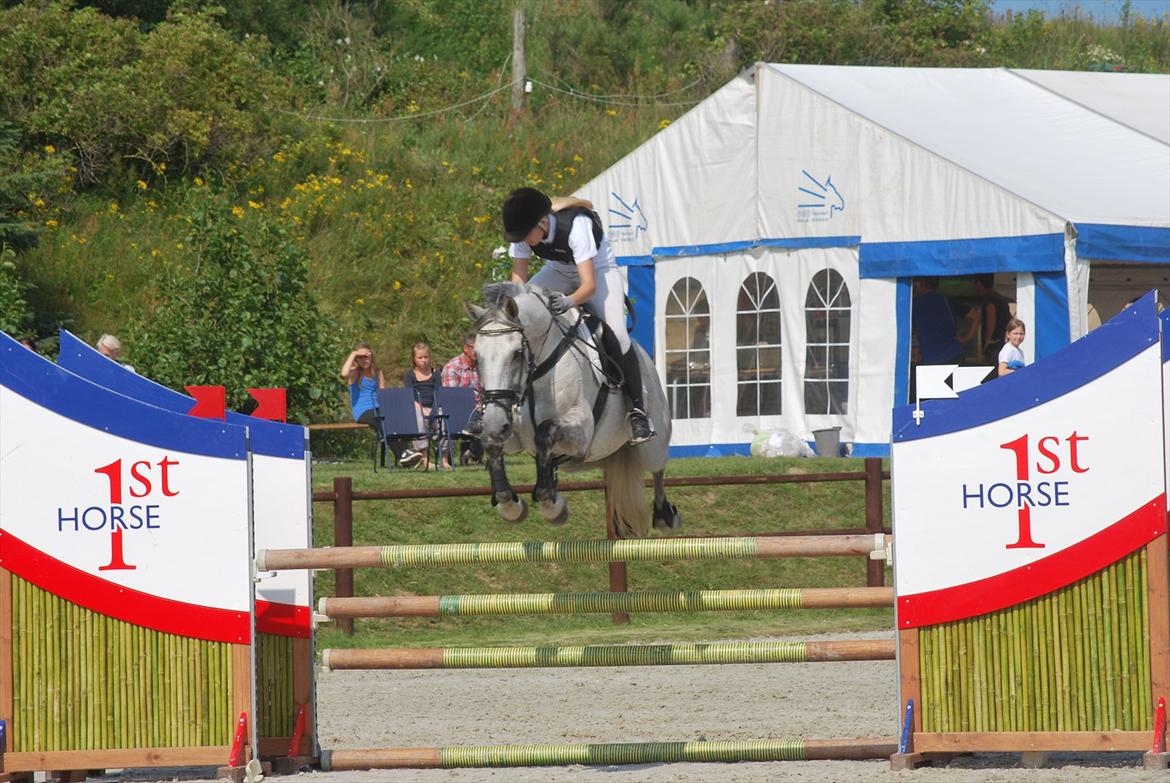 Hollandsk Varmblod Ursela billede 6