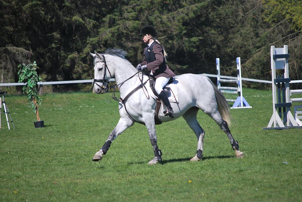 Hollandsk Varmblod Ursela billede 7