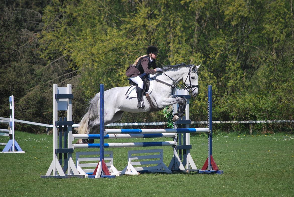 Hollandsk Varmblod Ursela billede 8