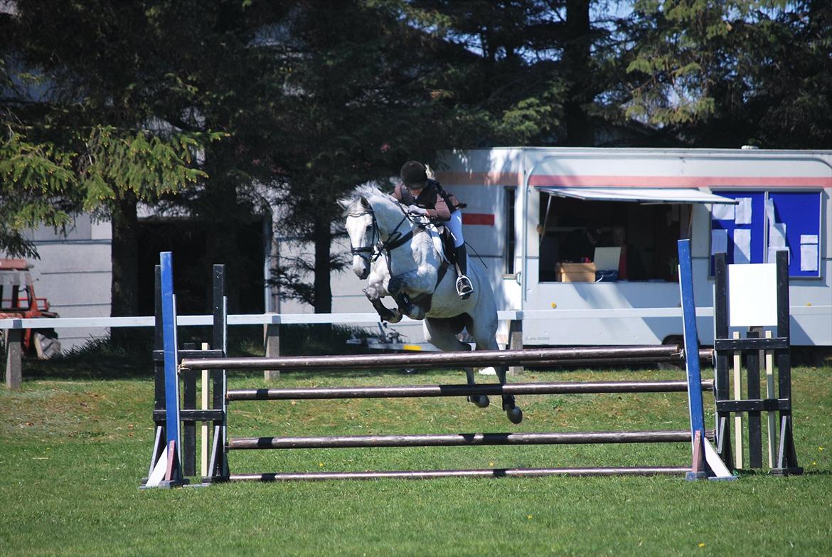 Hollandsk Varmblod Ursela billede 9