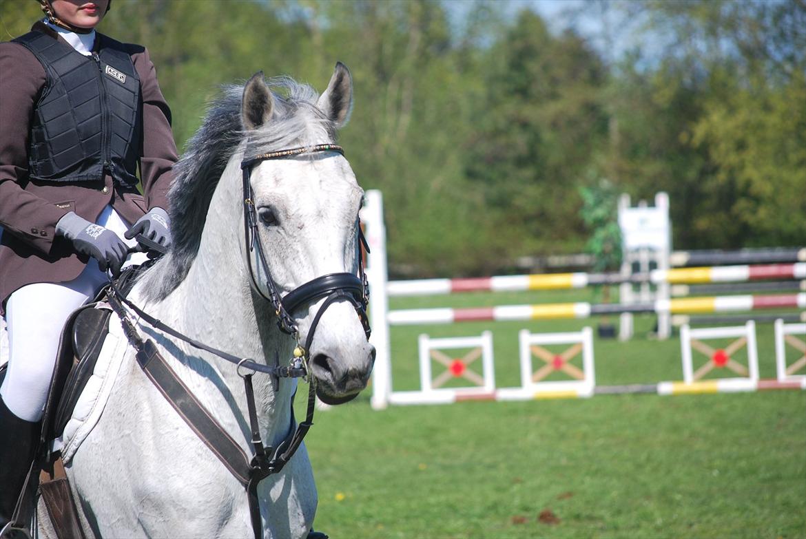 Hollandsk Varmblod Ursela billede 10