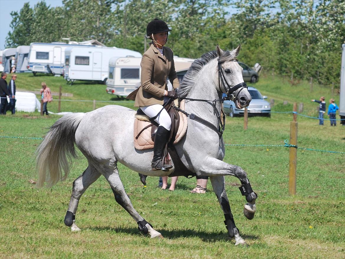 Hollandsk Varmblod Ursela billede 11