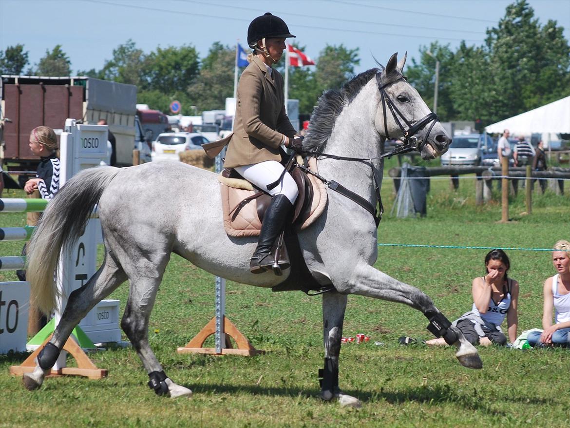 Hollandsk Varmblod Ursela billede 12