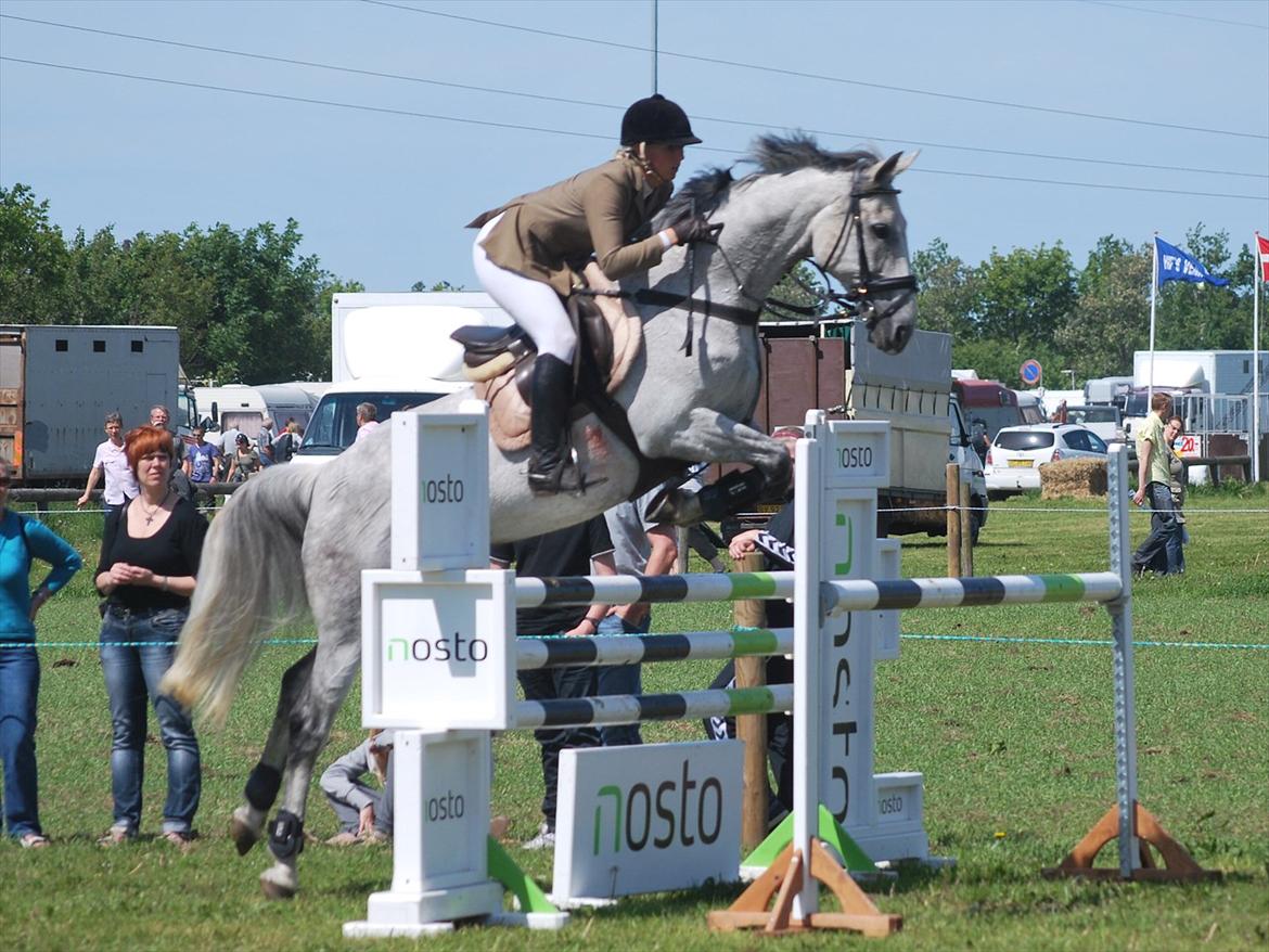 Hollandsk Varmblod Ursela billede 13