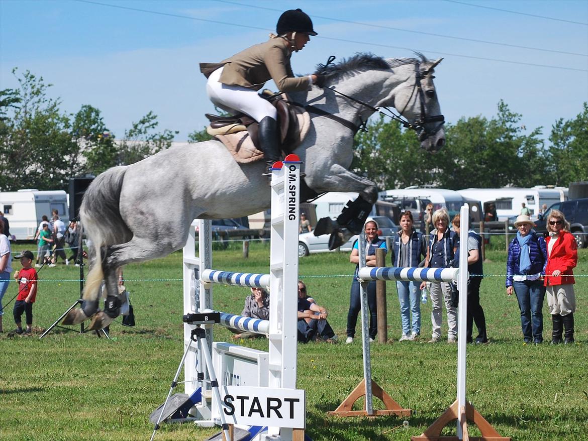 Hollandsk Varmblod Ursela billede 14