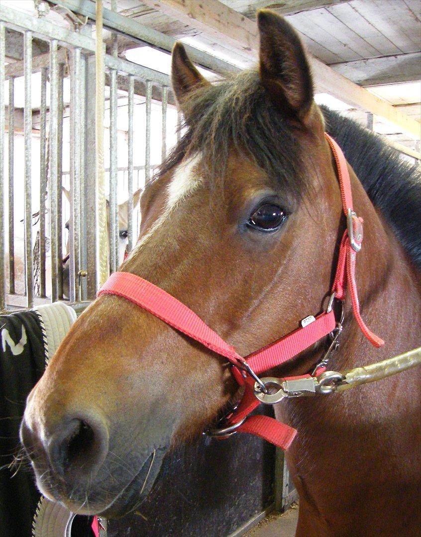 Anden særlig race Bruno<3 R.I.P :'( - Smukke Bruno<3 billede 2