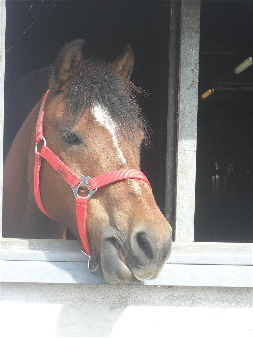 Anden særlig race Bruno<3 R.I.P :'( - Bruno<3 billede 3