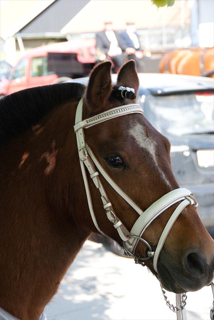 Anden særlig race Bruno<3 R.I.P :'( billede 7