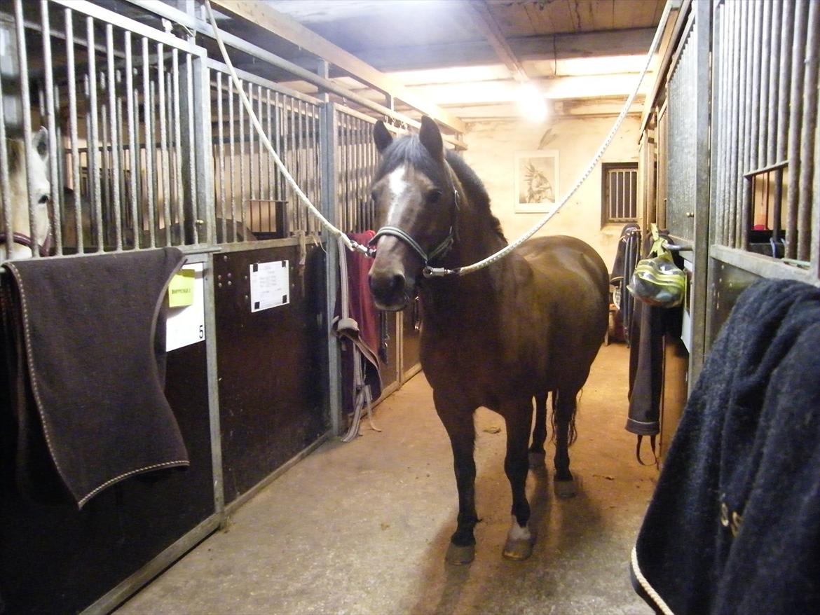 Anden særlig race Bruno<3 R.I.P :'( billede 9