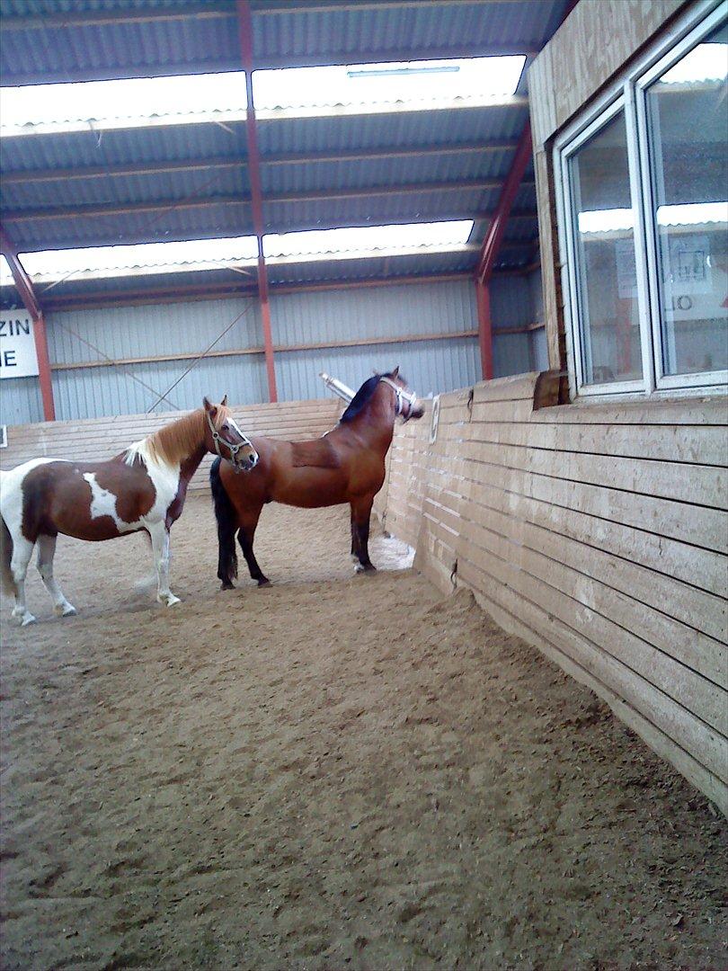 Anden særlig race Bruno<3 R.I.P :'( - Bruno og hans aller bedste ven- Indi:) billede 14