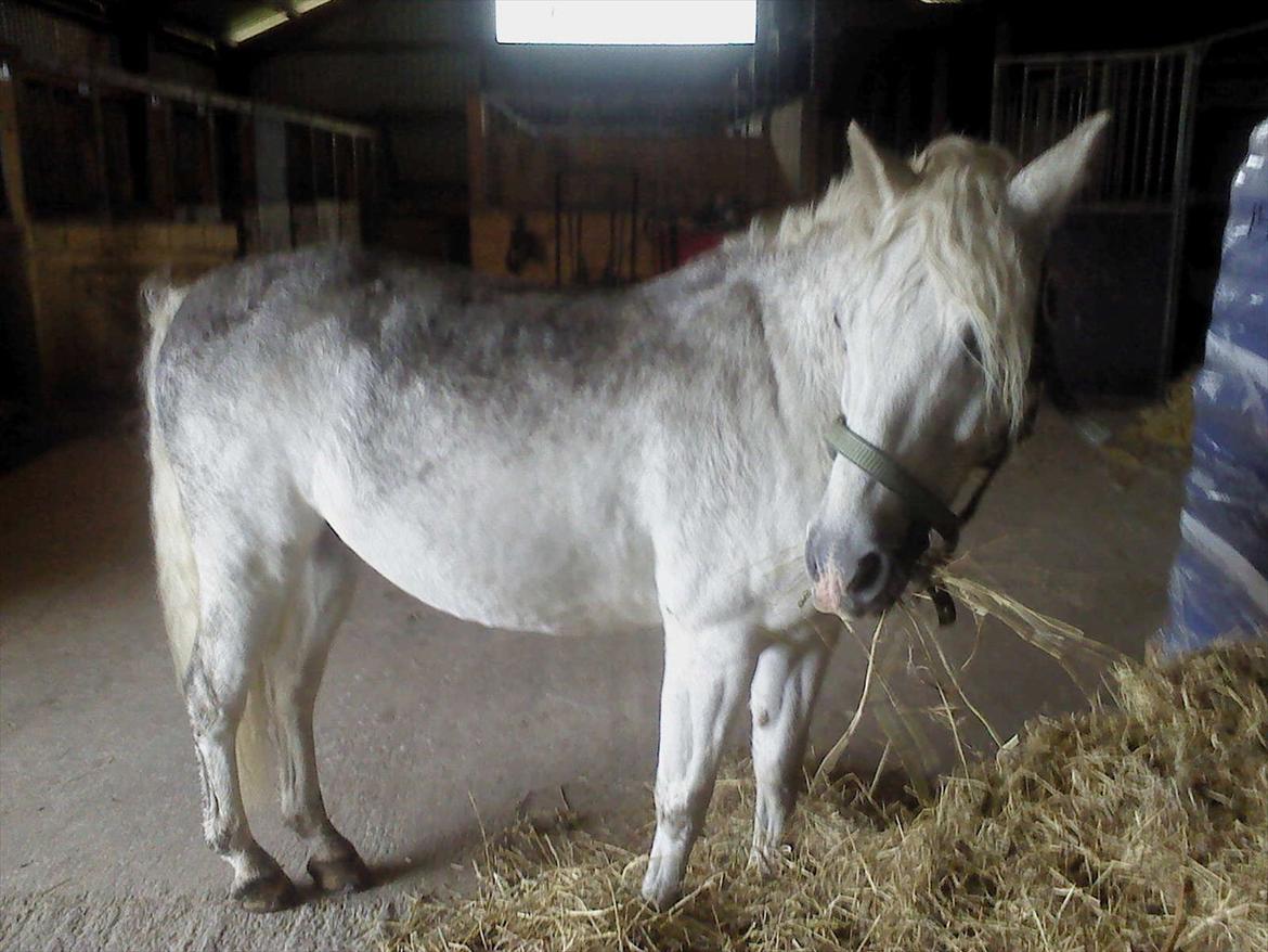 Welsh Pony (sec B) Lyngevejens Eksalon Havl A-Pony! - kan man ikke lære sin hest at strigle sig selv?? billede 9