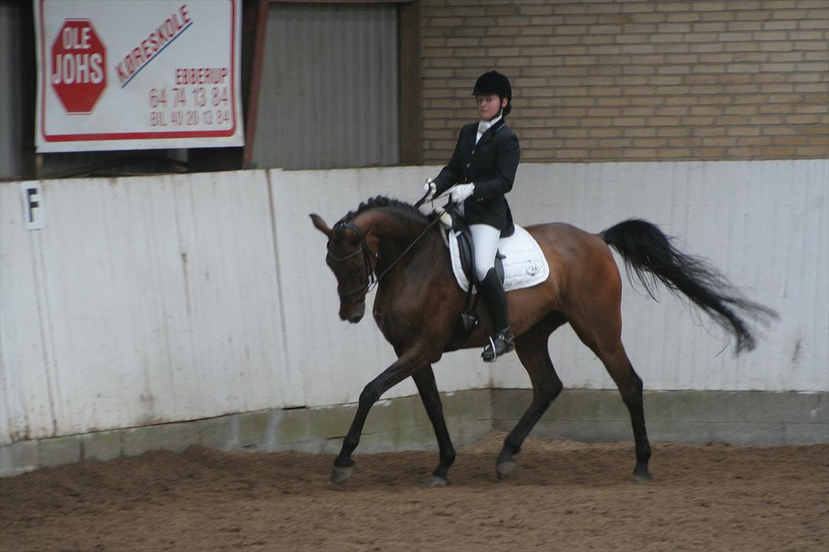 Dansk Varmblod Anja - solgt - Ebberup juli 2011 billede 4