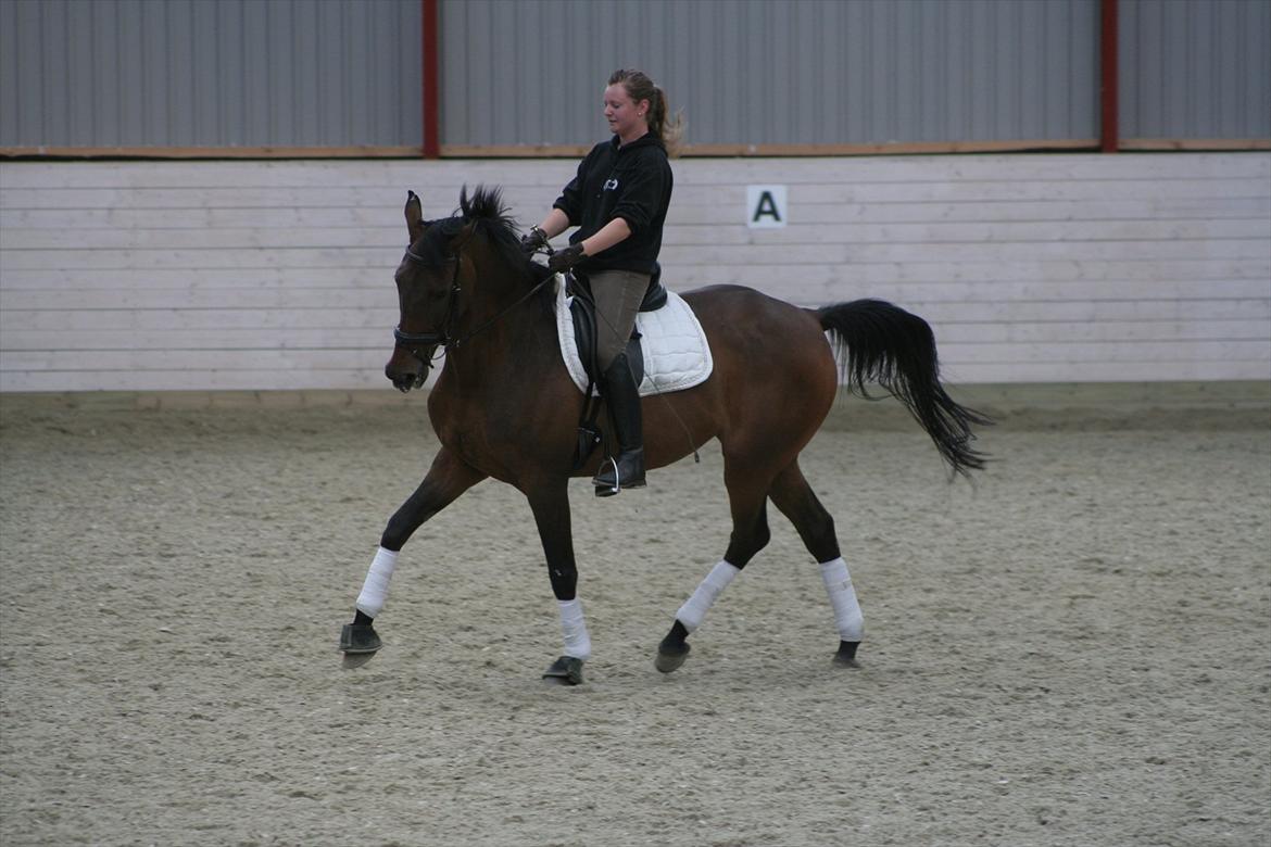 Dansk Varmblod Anja - solgt - Træning juli 2011 billede 2