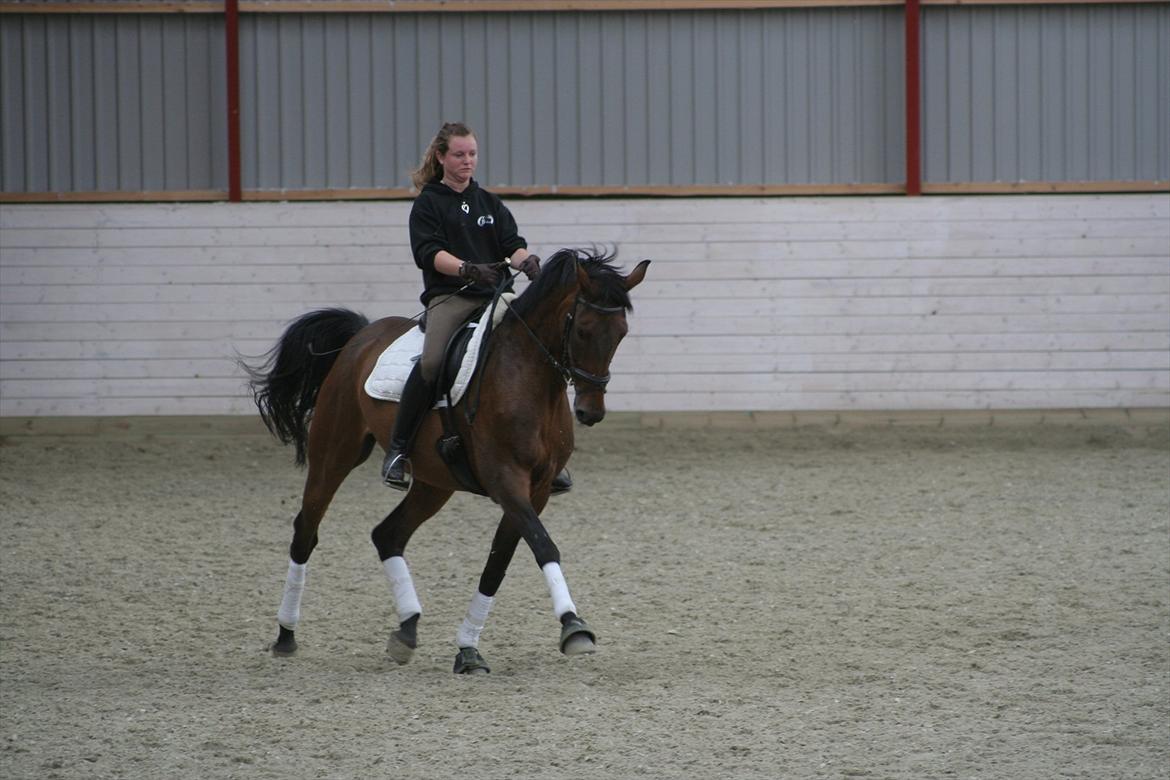 Dansk Varmblod Anja - solgt - Træning juli 2011 billede 1