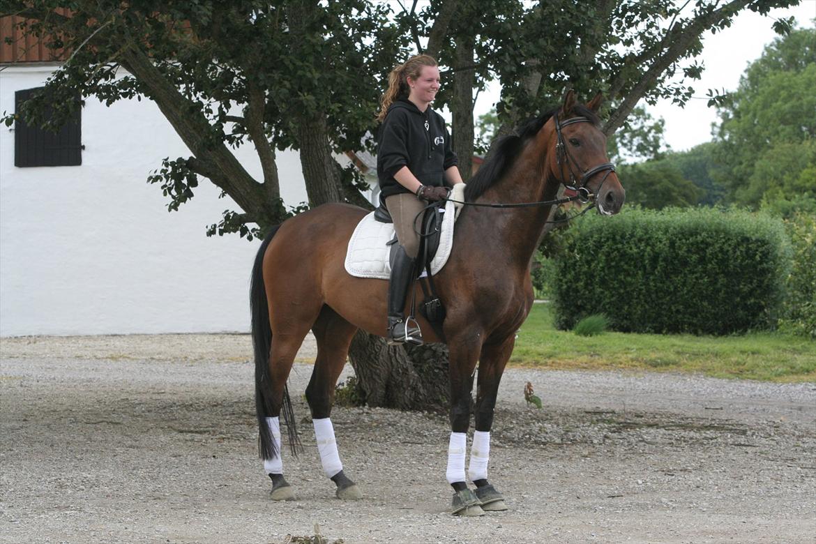 Dansk Varmblod Anja - solgt - Smukke Anja :D billede 13