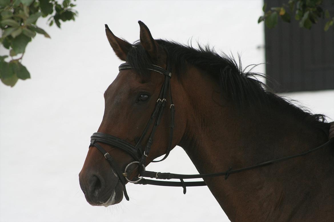 Dansk Varmblod Anja - solgt - (: <3 billede 15