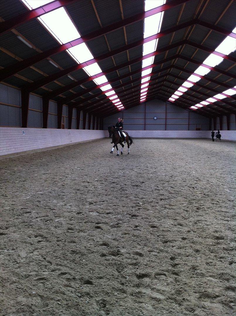 Dansk Varmblod Anja - solgt - Træning juli 2011 billede 16