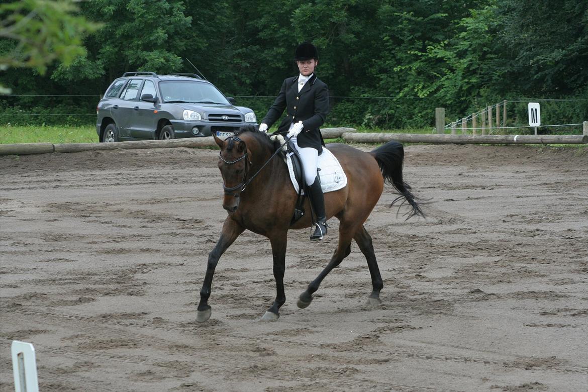 Dansk Varmblod Anja - solgt - Stævne i Ebberup juli 2011 (: billede 3