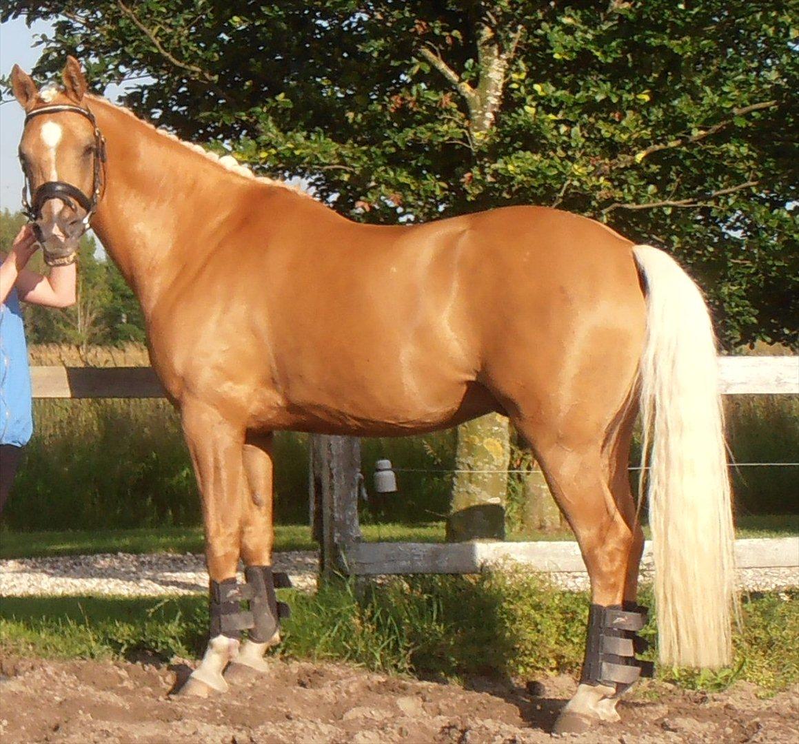 Palomino RAINBOW FIRE ON ICE billede 16