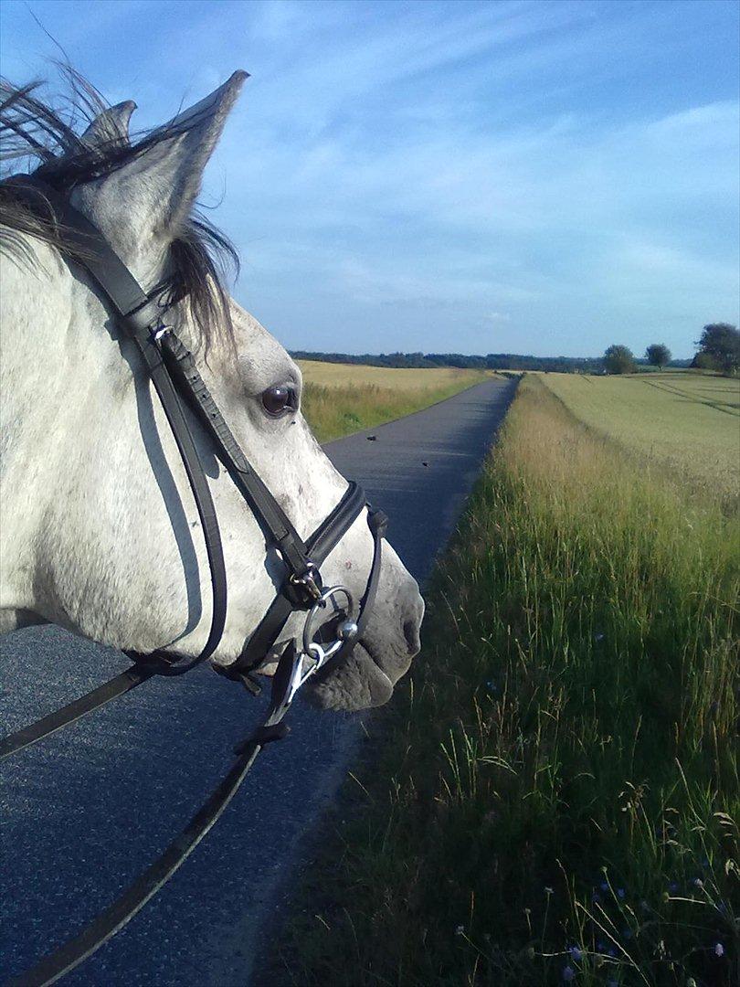 Trakehner Betania af Gadebjerggaard R.I.P billede 1