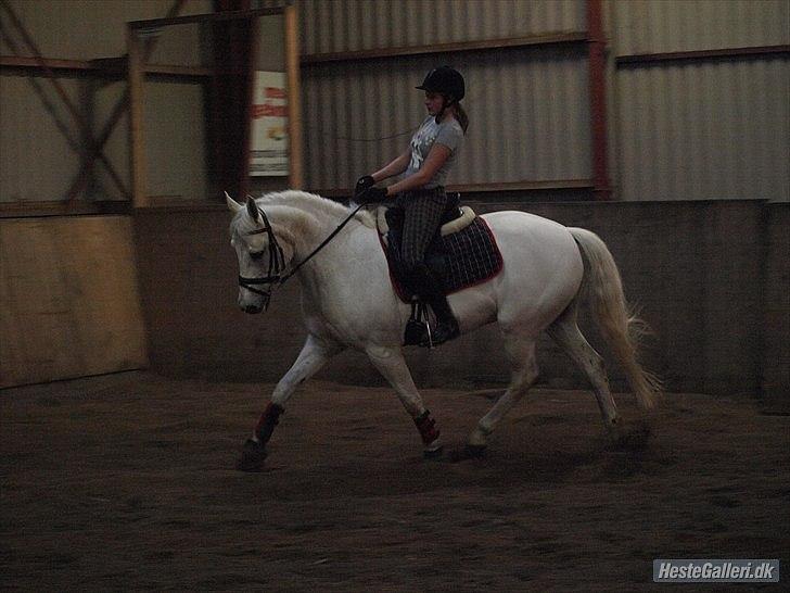 Anden særlig race Søholt's Robin billede 13