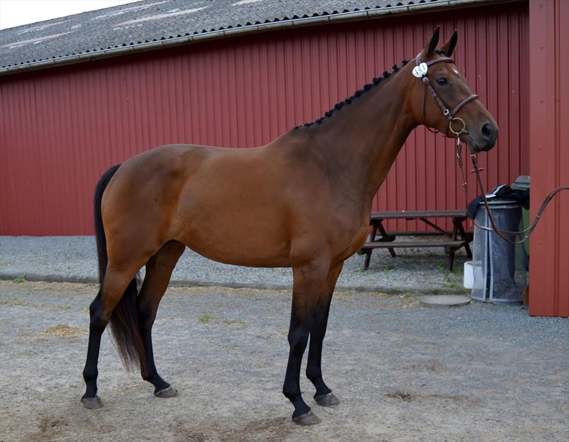 Holstener Waikiki - Så fin hun blev til hoppekåringen - hun gik i hovedstambogen, så er meget stolt :) billede 9