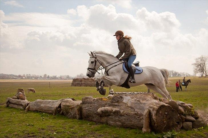 Tysk Sportspony Thengels Knight billede 15