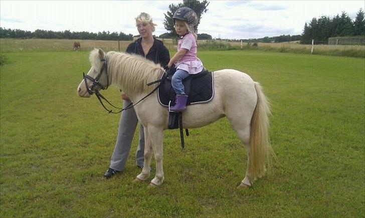 Anden særlig race Perle billede 12