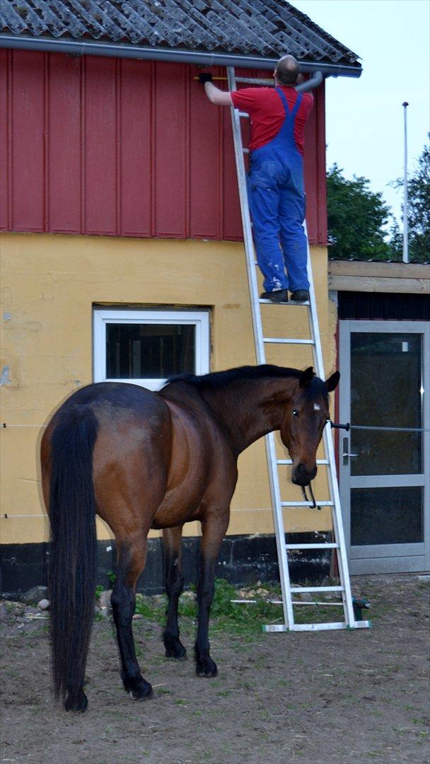Holstener Waikiki - Kiki er en meget hjælpsom hest :) billede 10