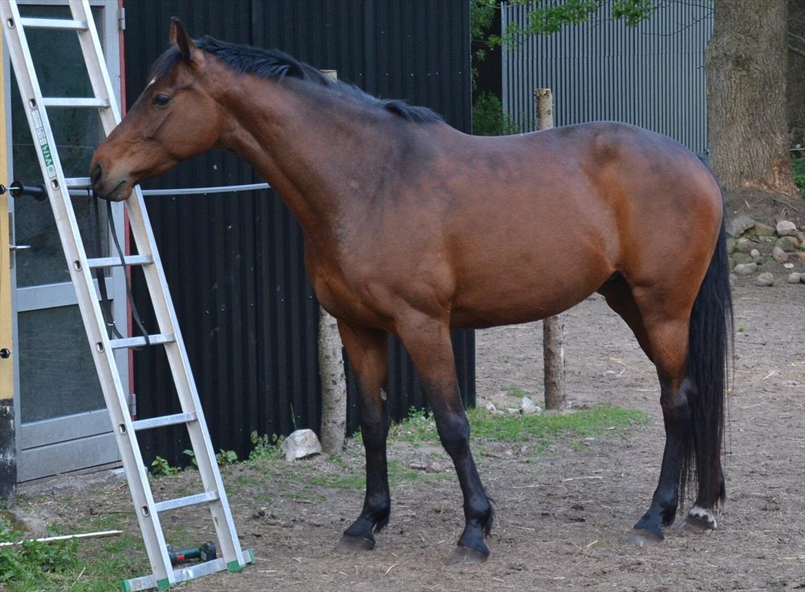 Holstener Waikiki billede 12