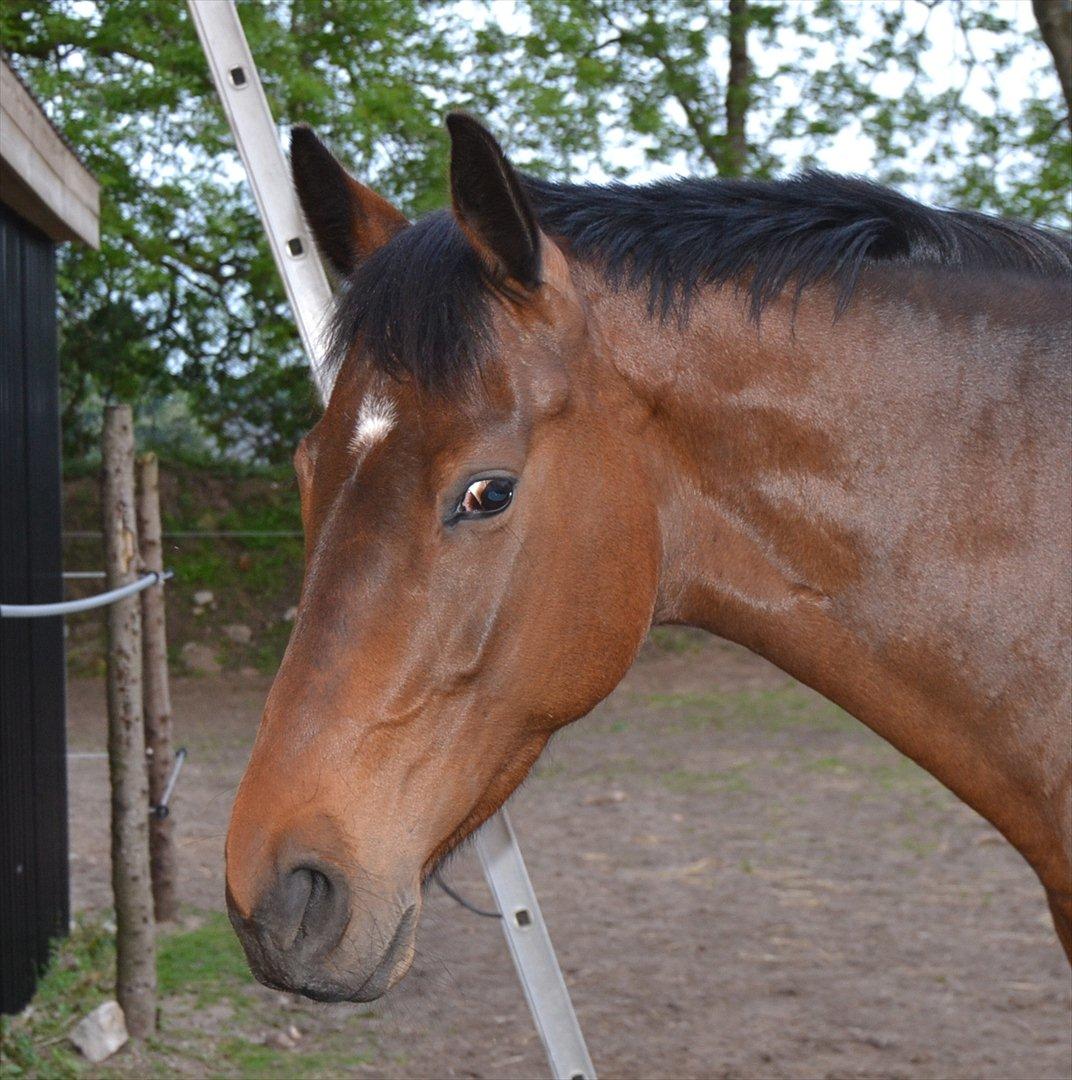 Holstener Waikiki - Smukke hest <3 billede 13