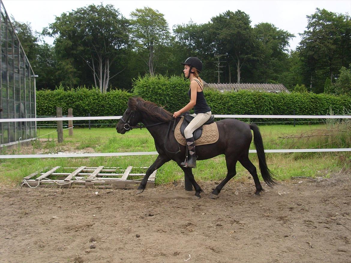 Anden særlig race Blackie billede 11