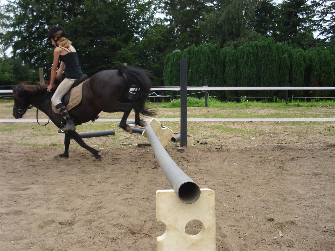 Anden særlig race Blackie billede 12