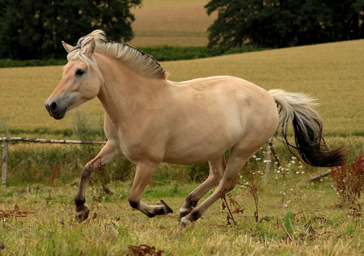 Fjordhest Bibi  - To me, horses and freedom are synonymous. billede 17