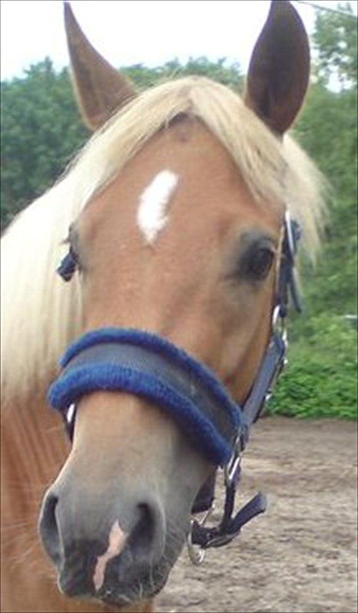 New Forest Kjantes valentijn Isabella <3  billede 1