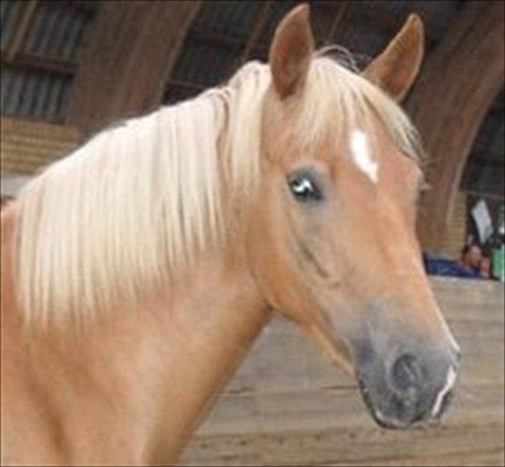 New Forest Kjantes valentijn Isabella <3  billede 2