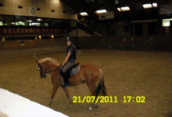 New Forest Kjantes valentijn Isabella <3  billede 3