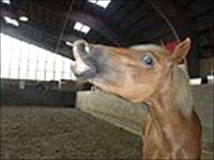 New Forest Kjantes valentijn Isabella <3  billede 4