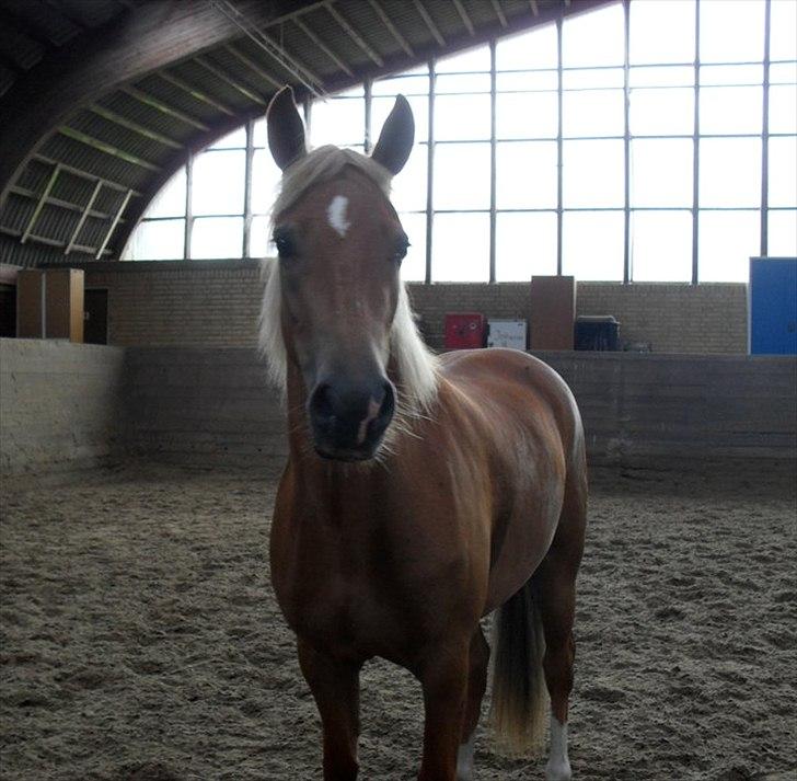 New Forest Kjantes valentijn Isabella <3  billede 5