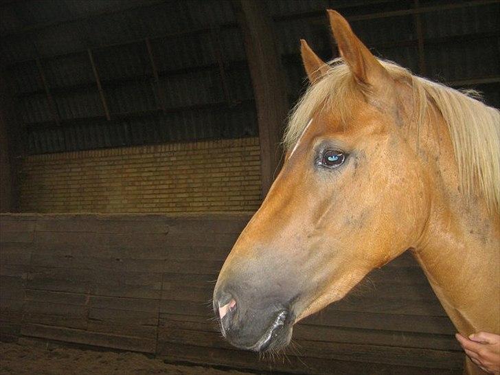 New Forest Kjantes valentijn Isabella <3  billede 6