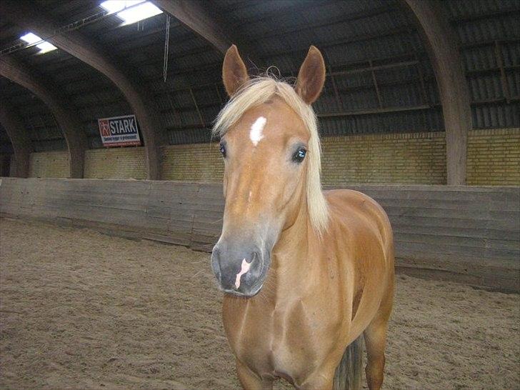 New Forest Kjantes valentijn Isabella <3  billede 7