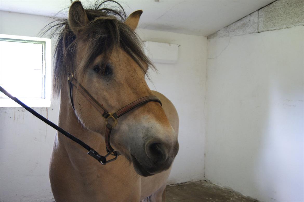 Fjordhest Beersmindes Tarzan billede 10